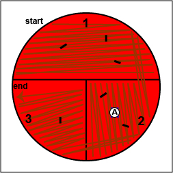 Illustration showing how to place a Taxo A disk containing bacitracin on a blood agar plate.